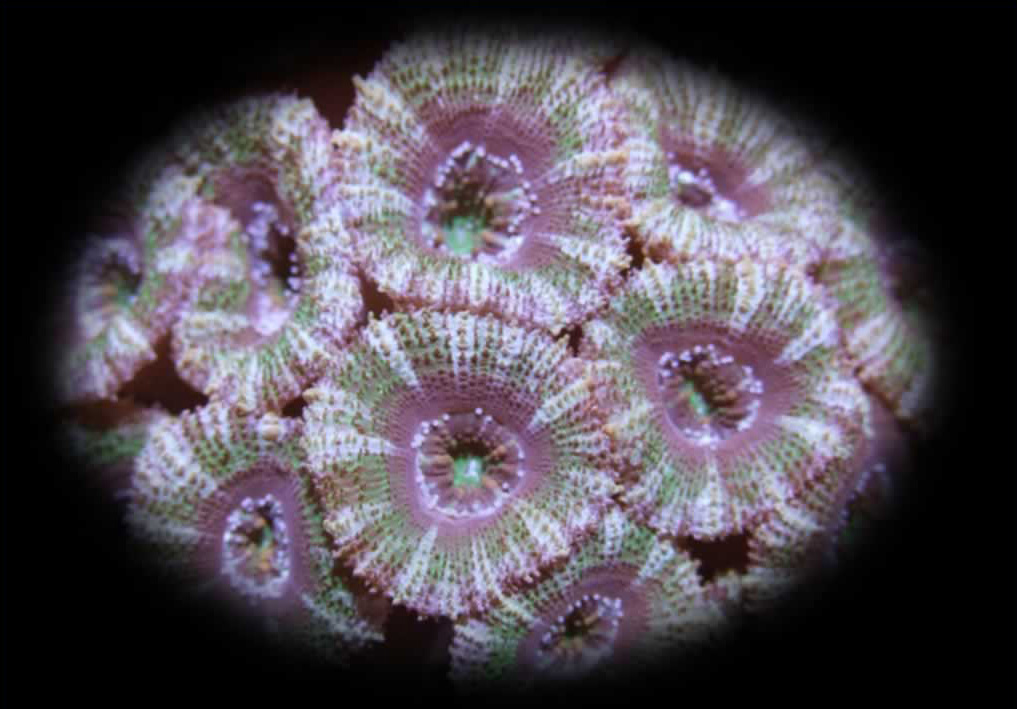acan
