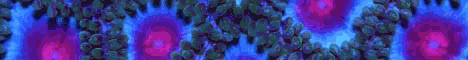 ascape
