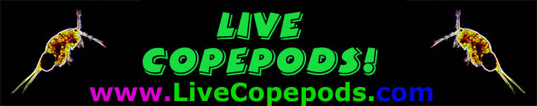 Live Copepods!!!