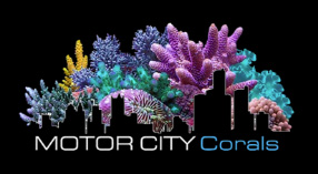 motorcity